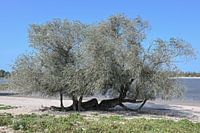Saules sur la plage de Waal