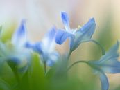 Zartblaue Wildblumen von Carine Belzon Miniaturansicht