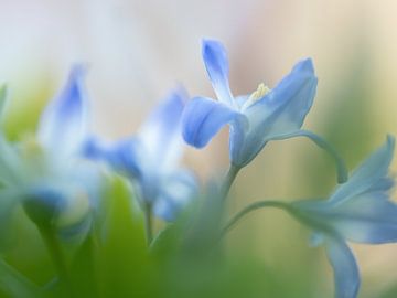 Zachte blauwe wilde bloemen