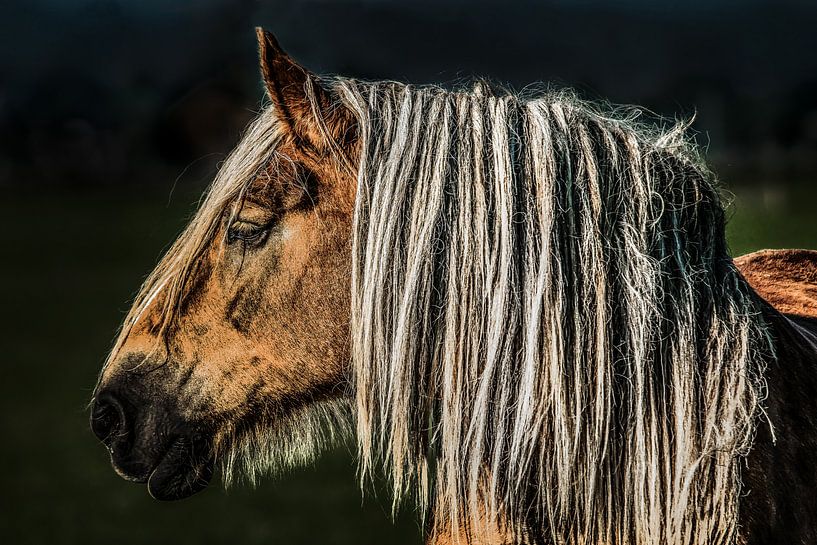 Belgisch paard von Harrie Muis