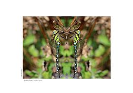 Blauwgroene mozaïeklibel