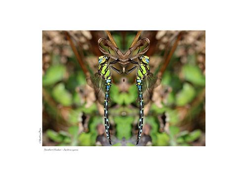 Blaugrüne Mosaikjungfer - #FFFFFF von Matthias Brix