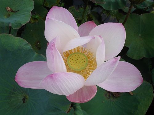 Bali Lotus