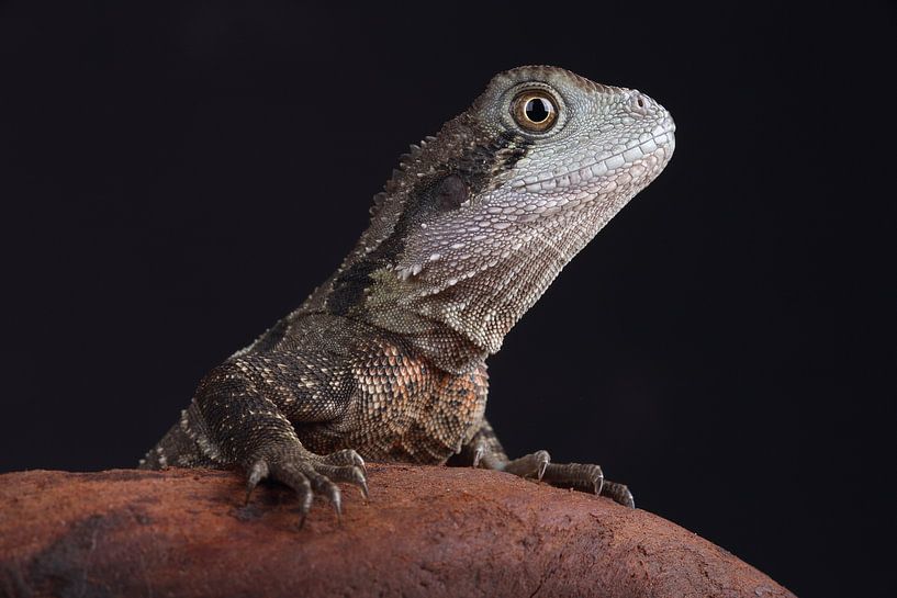 Australische Wasseragame (Intellagama lesueurii) von Ronald Pol