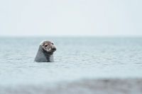 Phoque dans la mer