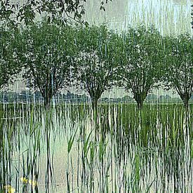Pollard willows in the spring sun by Anita Snik-Broeken
