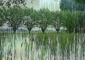 Pollard willows in the spring sun