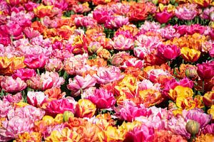 Flowerpower: kleurexplosie in de Bollenstreek