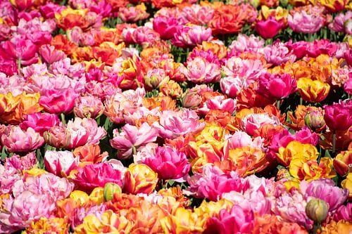 Flowerpower: Farbexplosion im Keukenhof