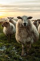 Staand beeld schapen