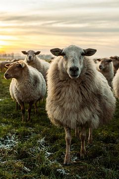 Staand beeld schapen van Danai Kox Kanters