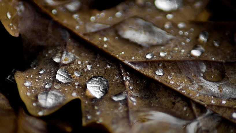 Herfst blad met regendruppels van Masselink Portfolio