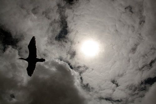 Zon in vleugels
