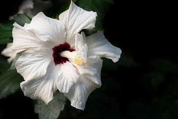 Witte hibiscus in het regenwoud van Ulrike Leone