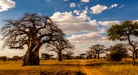Baobab boom in Tanzania van René Holtslag thumbnail