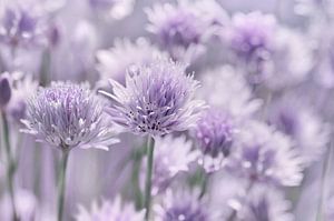 Schnittlauchblüte , Allium