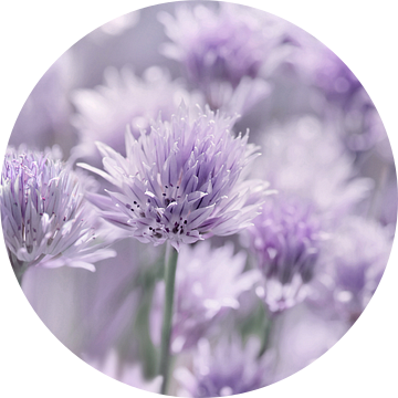 Bieslook bloesem , Allium van Violetta Honkisz