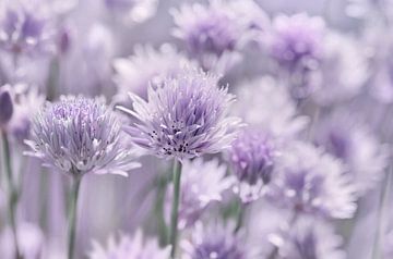 Chive Blossom , Allium by Violetta Honkisz