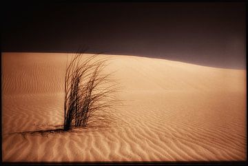 struik in woestijn van Frank Kanters