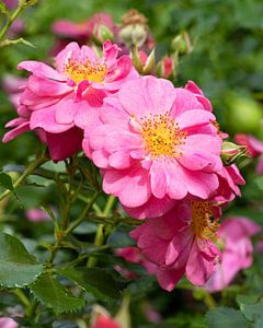 Rose, Rosa