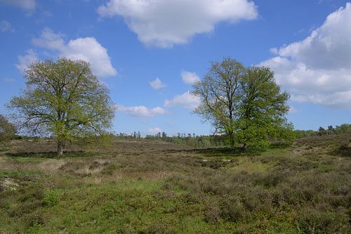 Panorama heide bij Heelsum