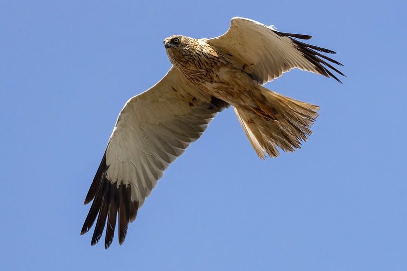 Bruine kiekendief in vlucht van Andreas Müller