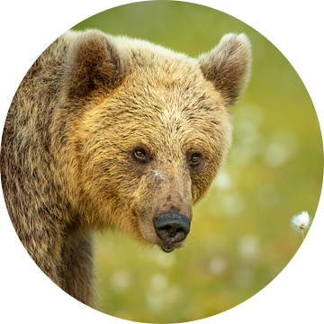 Portret van een Bruine beer van Chris Stenger