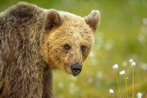Portrait d'un ours brun sur Chris Stenger