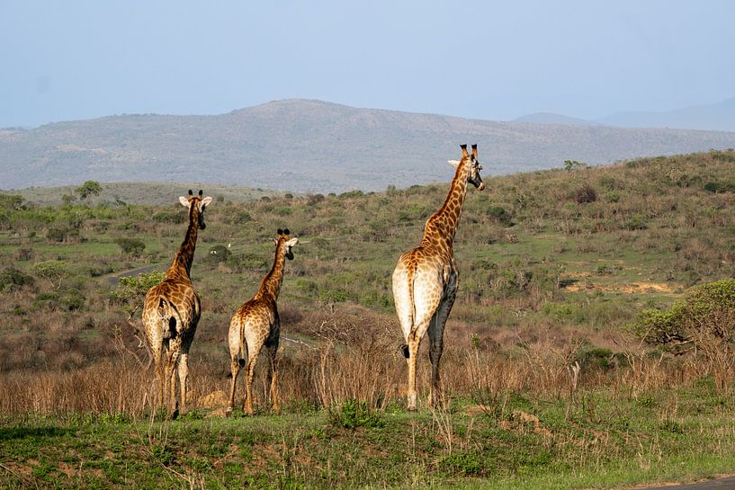 Fotos von unserer dreiwöchigen Tour durch Südafrika von Robin Beukeboom