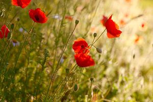 Coquelicots