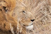 Relaxte mannetjes leeuw - Zuid-Afrika