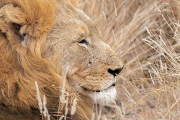 Relaxte mannetjes leeuw - Zuid-Afrika van Eline en Siebe Weersma