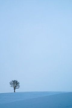 Tree in the snow von Douwe Schut