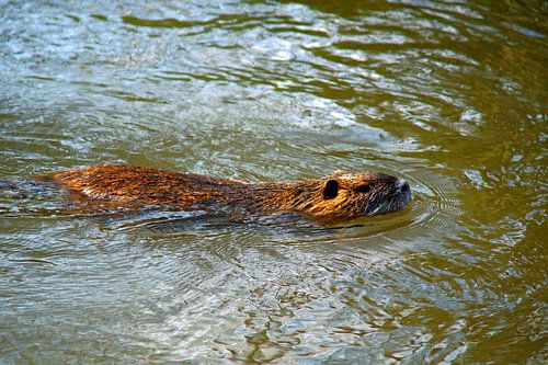 de foto toont wilde levende nutria