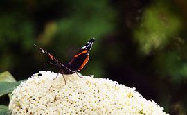 papillon sur arbre à papillon blanc