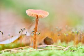 Photo macro d'un champignon délicat dans la mousse, aux couleurs douces et avec un arrière-plan en bokeh. sur Martin Köbsch