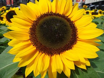 Zonnebloem van Mariska van Essen