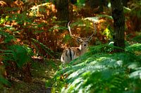 Encounter with fallow deer