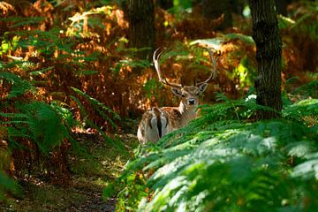 Encounter with fallow deer by Georges Hoeberechts