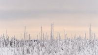 uitzicht Lusen Bayerische Wald van Desirée Couwenberg thumbnail