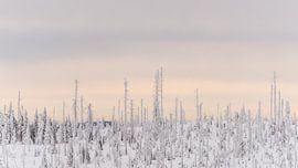 uitzicht Lusen Bayerische Wald van Desirée Couwenberg