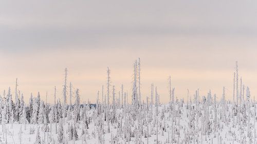 uitzicht Lusen Bayerische Wald