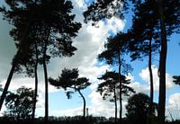 silhouetten van bomen