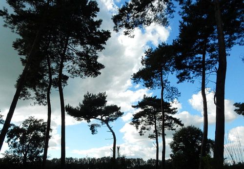 silhouettes de grands arbres