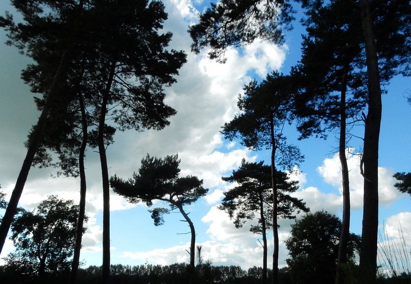 silhouetten van bomen van Joke te Grotenhuis