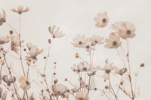 Cosmea Zomertuin Beige Toffee