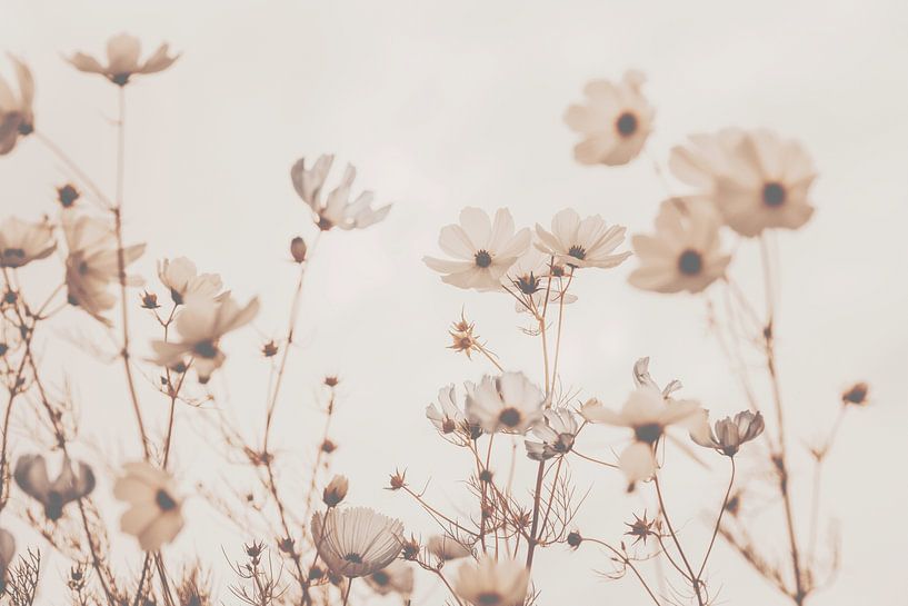Cosmea Summer Garden Beige Toffee par Monika Strigel