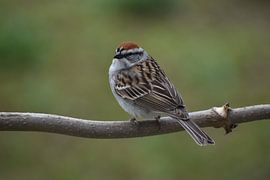 A sparrow in the garden by Claude Laprise