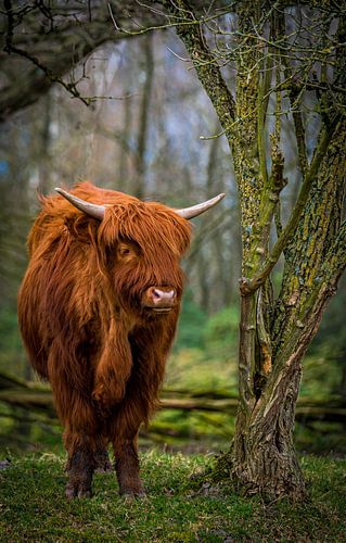 Highlander écossais