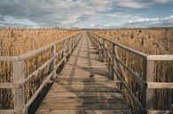 jetty through reeds at Federsee by MindScape Photography thumbnail